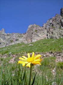 Arnica des montagnes, Arnica montana