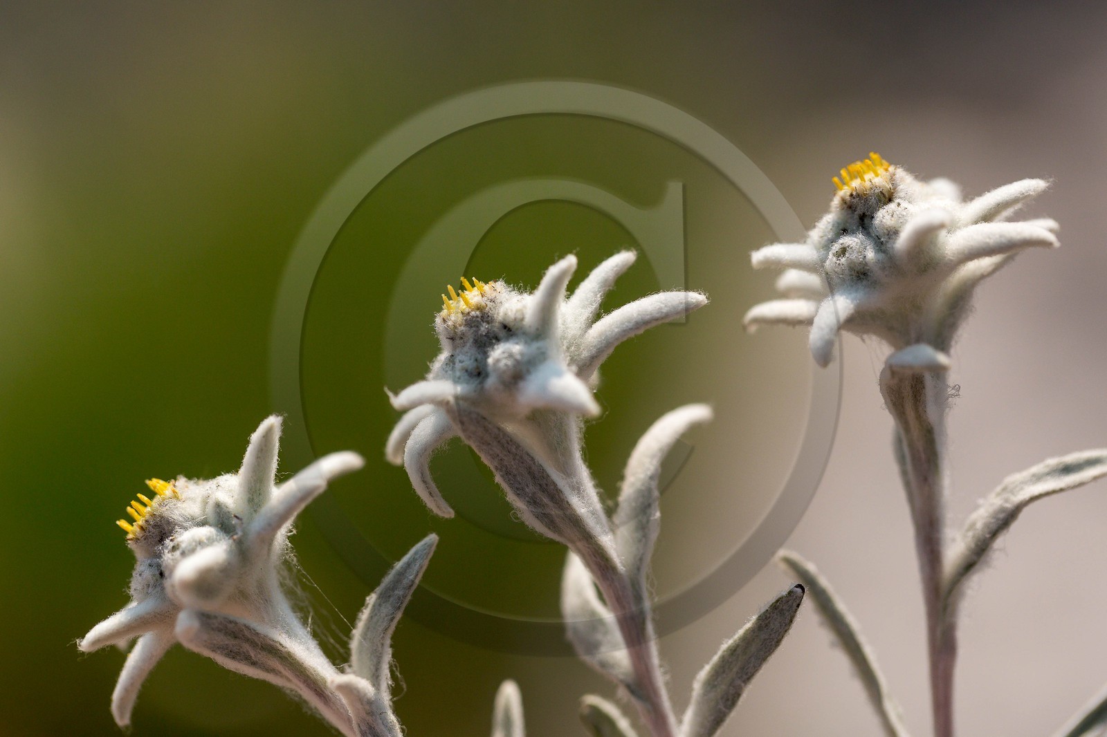 Edelweiss, Leontopodium alpinum