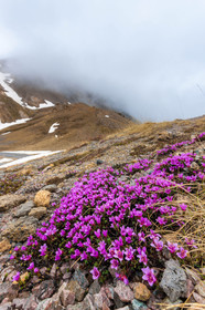 Saxifrage à feuilles opposées