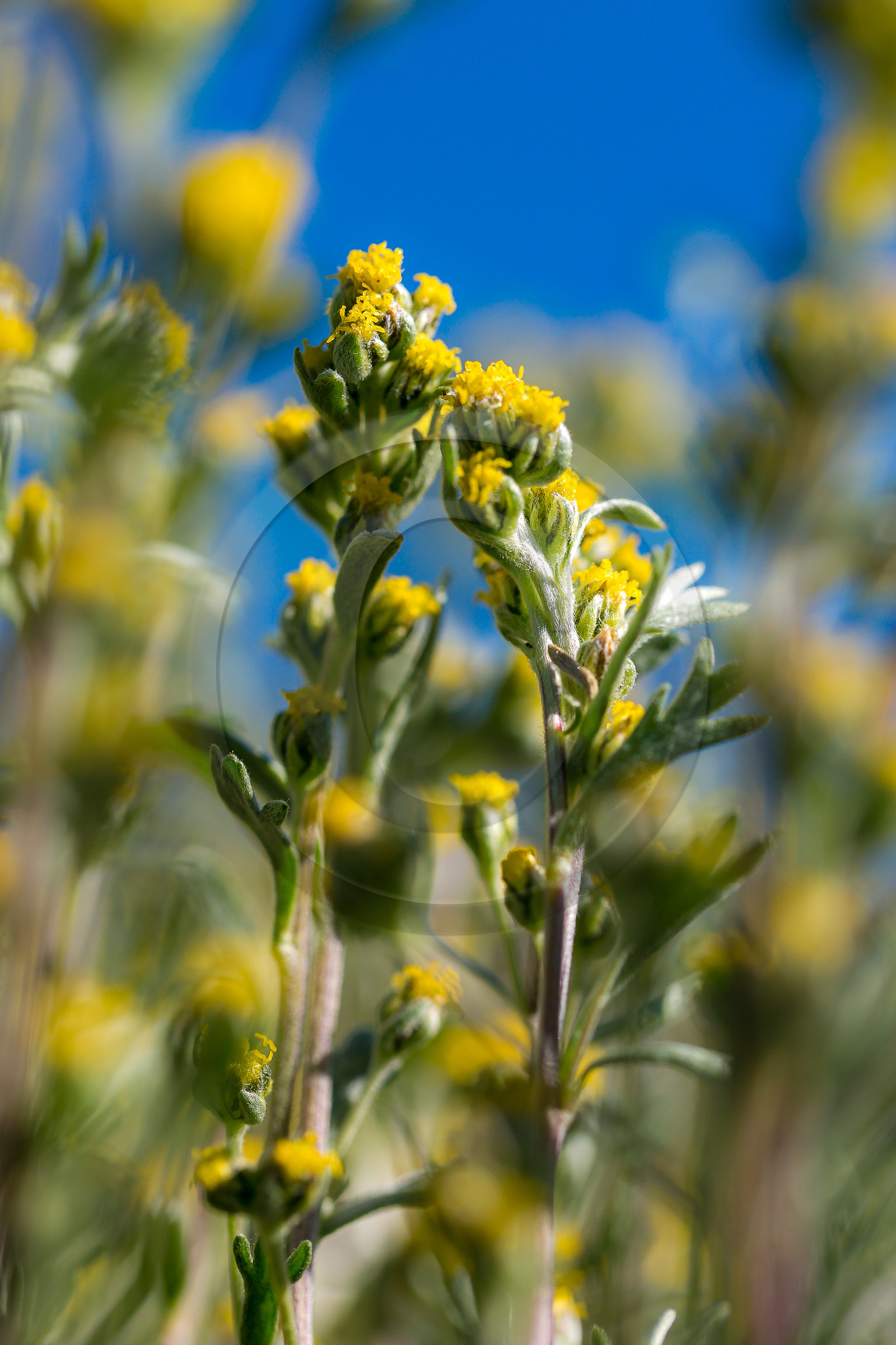Bruno Gonnon, cultivateur de génépi bio