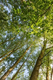 ENS de l'Isère, Marais de Chirens