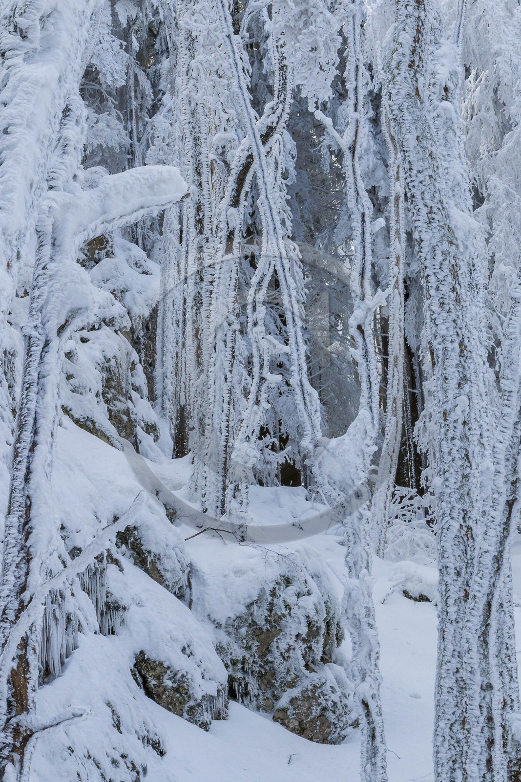 ENS de l'Isère, Les Ecouges