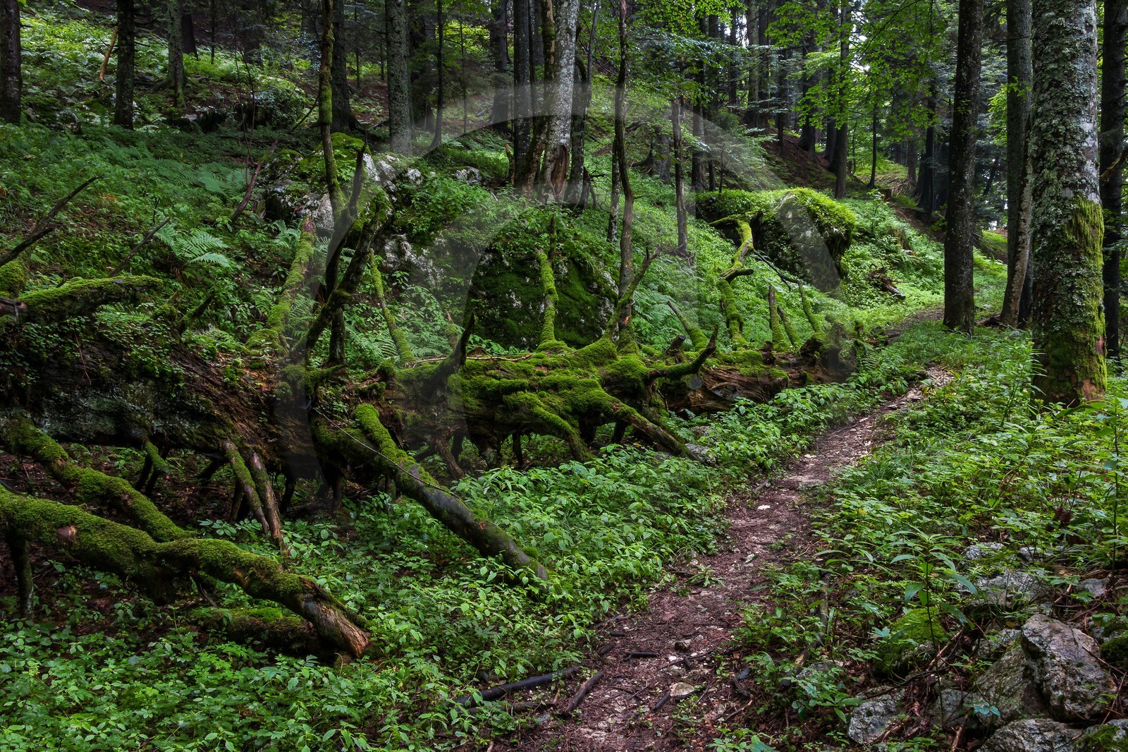 ENS de l'Isère, Les Ecouges