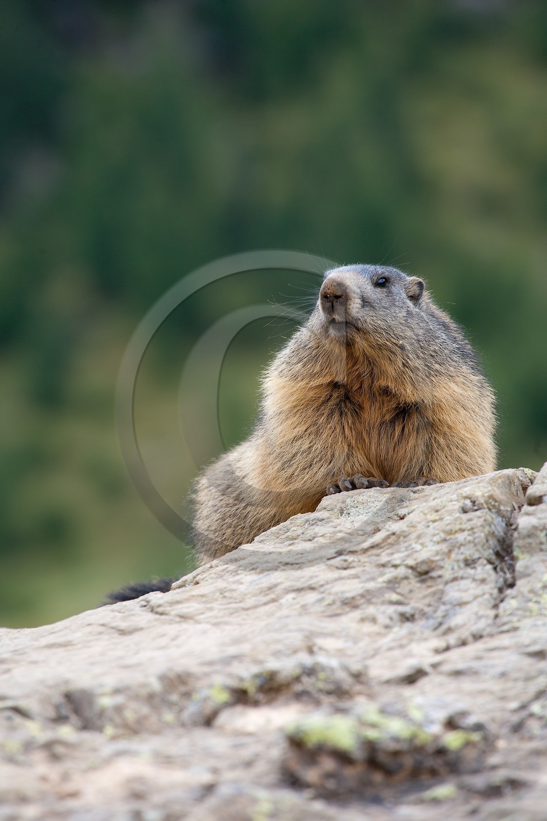 Marmotte des Alpes ( Marmota marmota )