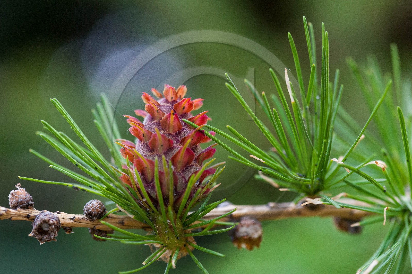 Cône femelle de mélèze (larix décidua)