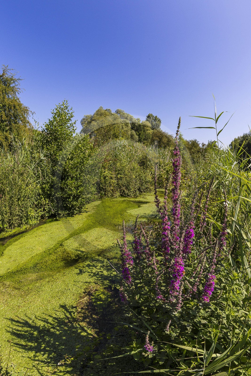 ENS de l'Isère, Prairies inondables de Pont-Évêque