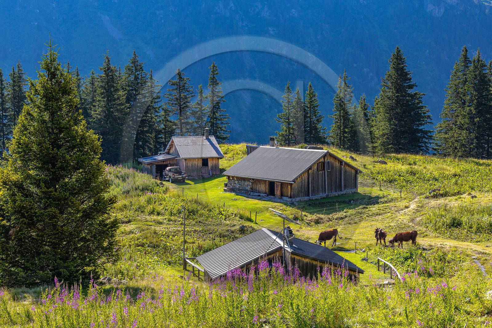 Réserve Naturelle des Contamines-Montjoie