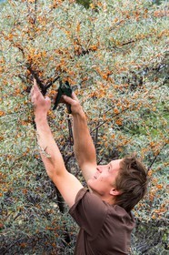 David Viveau agriculteur, producteur de baies d'argousier