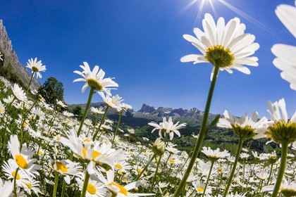Marguerite commune, Leucanthemum vulgare