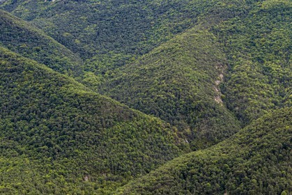 Sigale, forêt domaniale du Cheiron