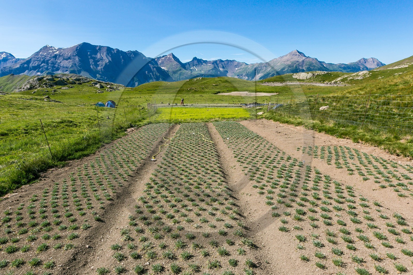 Orcières 1850, Bruno Gonnon agriculteur bio de génépi