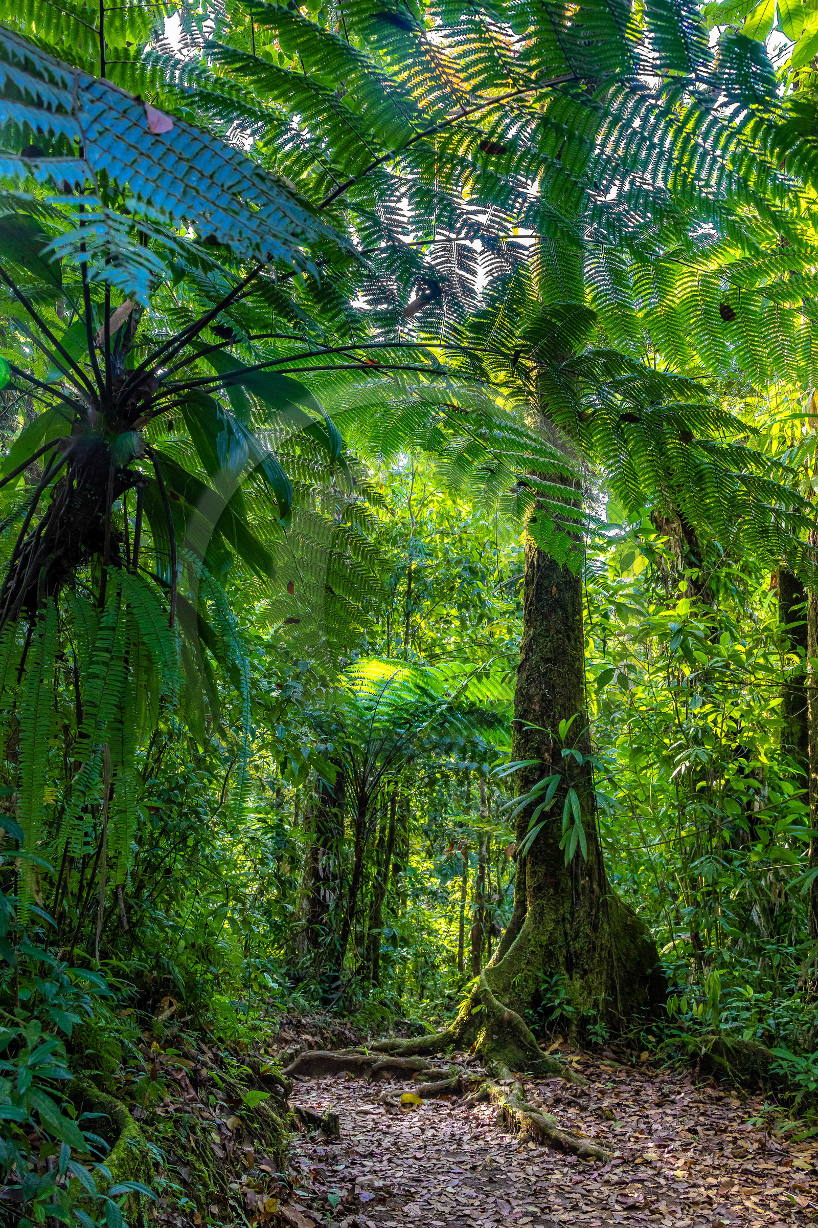 Forêt tropicale, Parc national de la Guadeloupe
