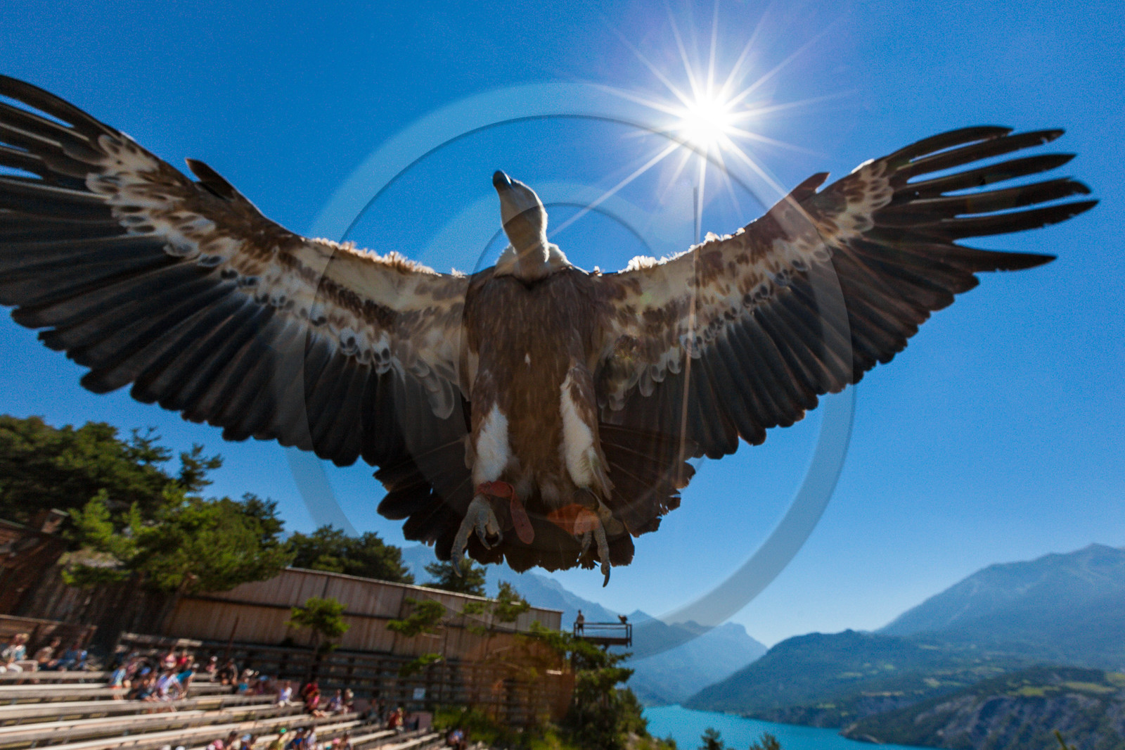 Parc animalier de Serre-Ponçon, vautour fauve, Gyps fulvus