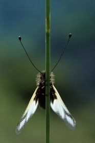 papillon, ascalaphe, Ascalaphidae