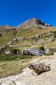 Randonnée vers le Saut du Laire, marmotte
