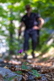 Camoglieres, sentier des cyclamens