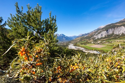 David Viveau agriculteur, producteur de baies d'argousier