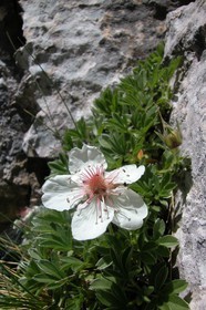 Potentille luisante (potentilla nitida)