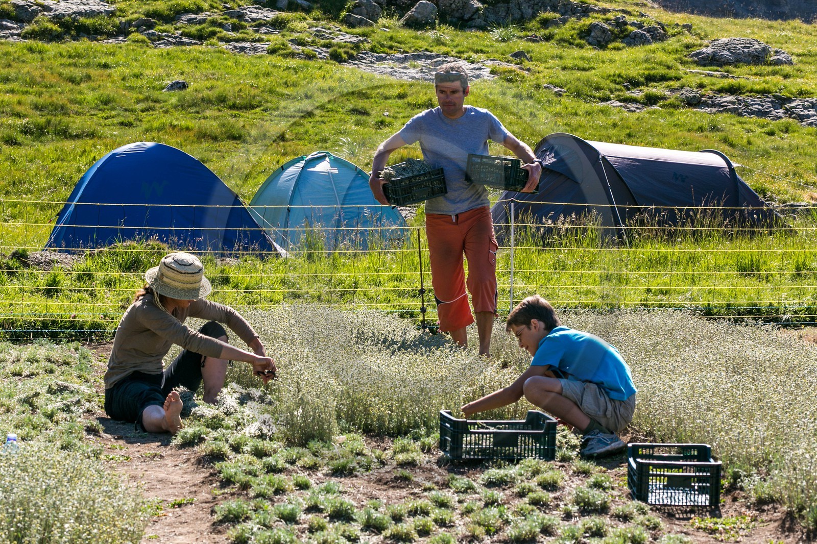 Orcières 1850, Bruno Gonnon agriculteur bio de génépi