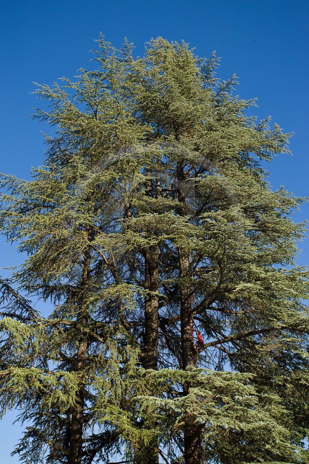 Association Méluzine