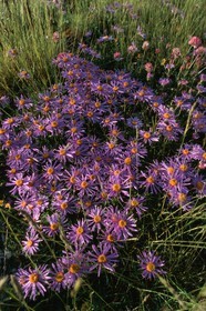 Aster des Alpes, Aster alpinus