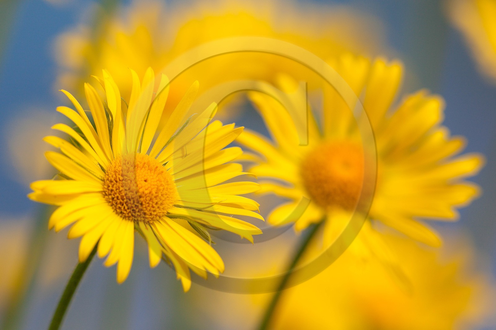 Doronic à grandes fleurs, Doronicum grandiflorum