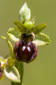 Ophrys araignée, Ophrys sphegodes