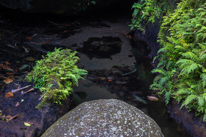 Forêt tropicale, Parc national de la Guadeloupe