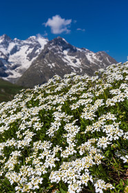 Jardin Botanique Alpin du Lautaret