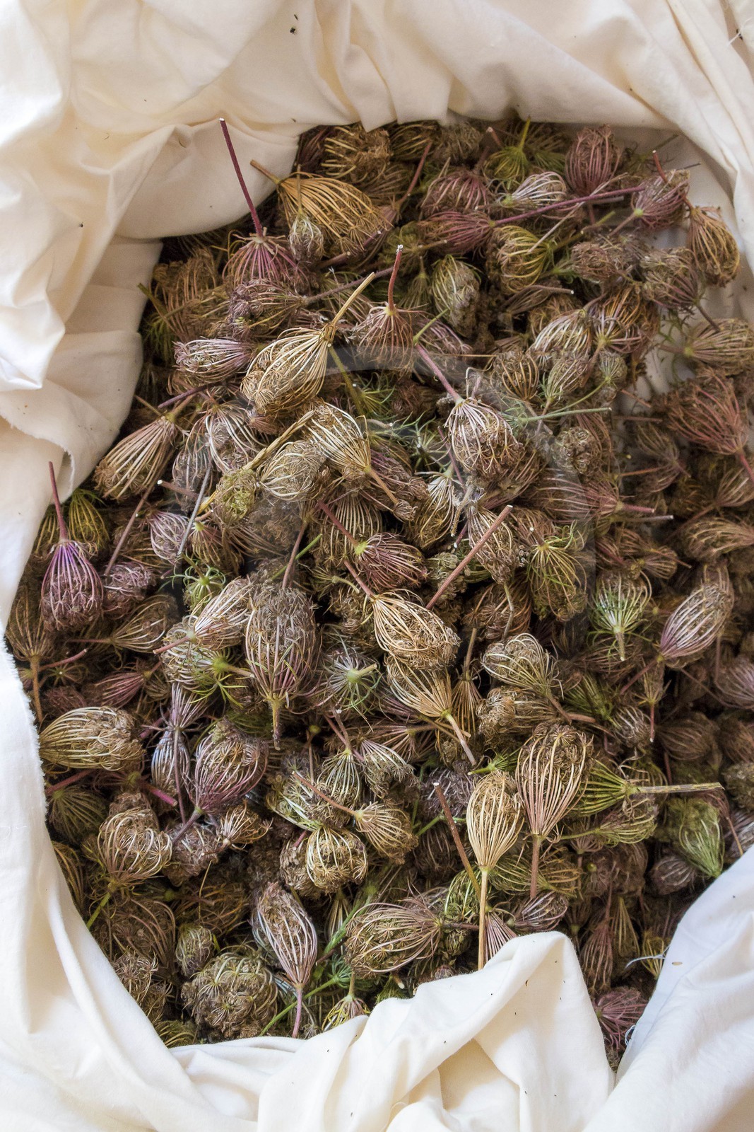 Des roses et des orties, Marie-Jo Etienne