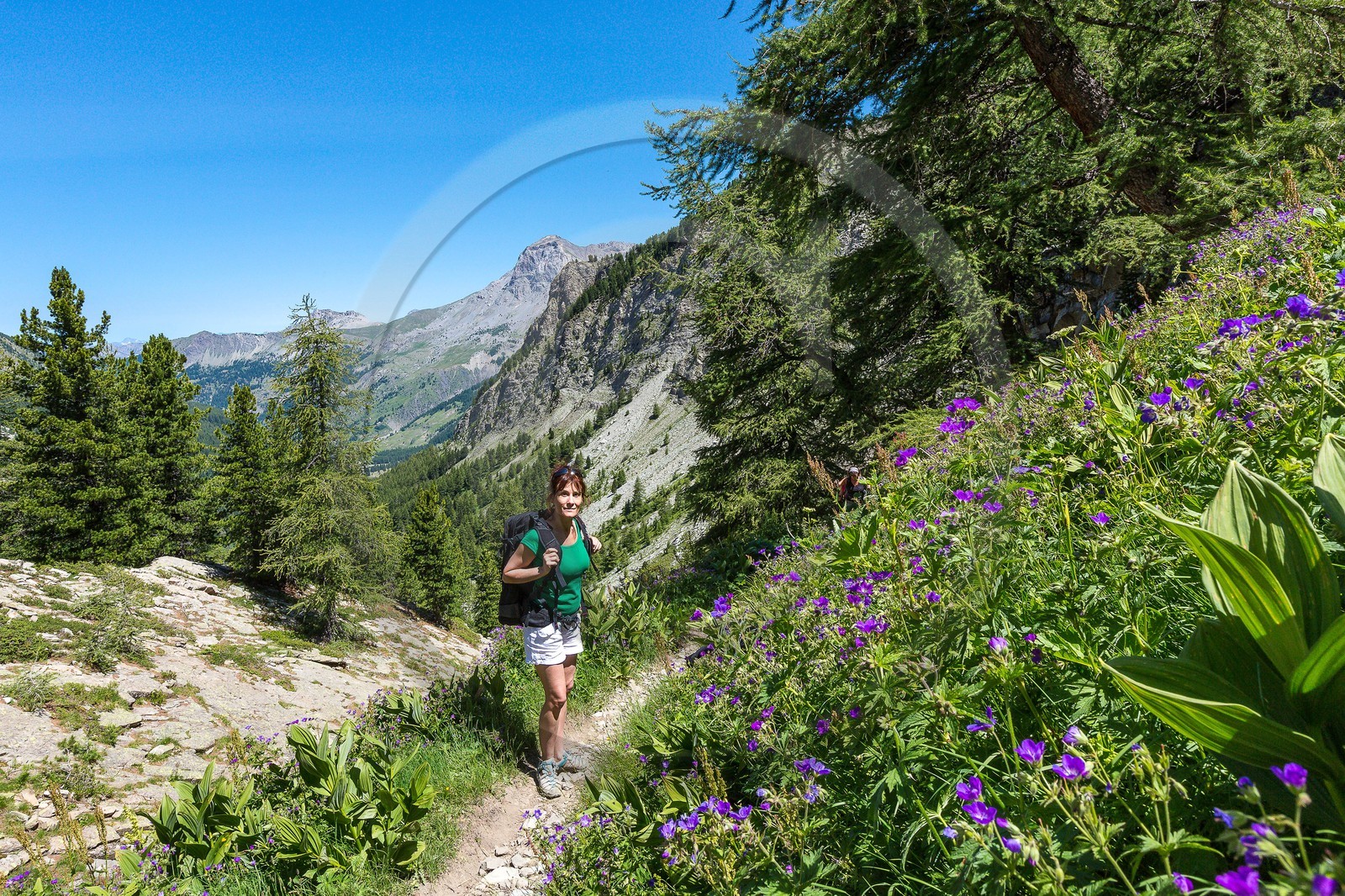 Ubaye, Vallon du Laverq, géranium des bois, Geranium sylvaticum