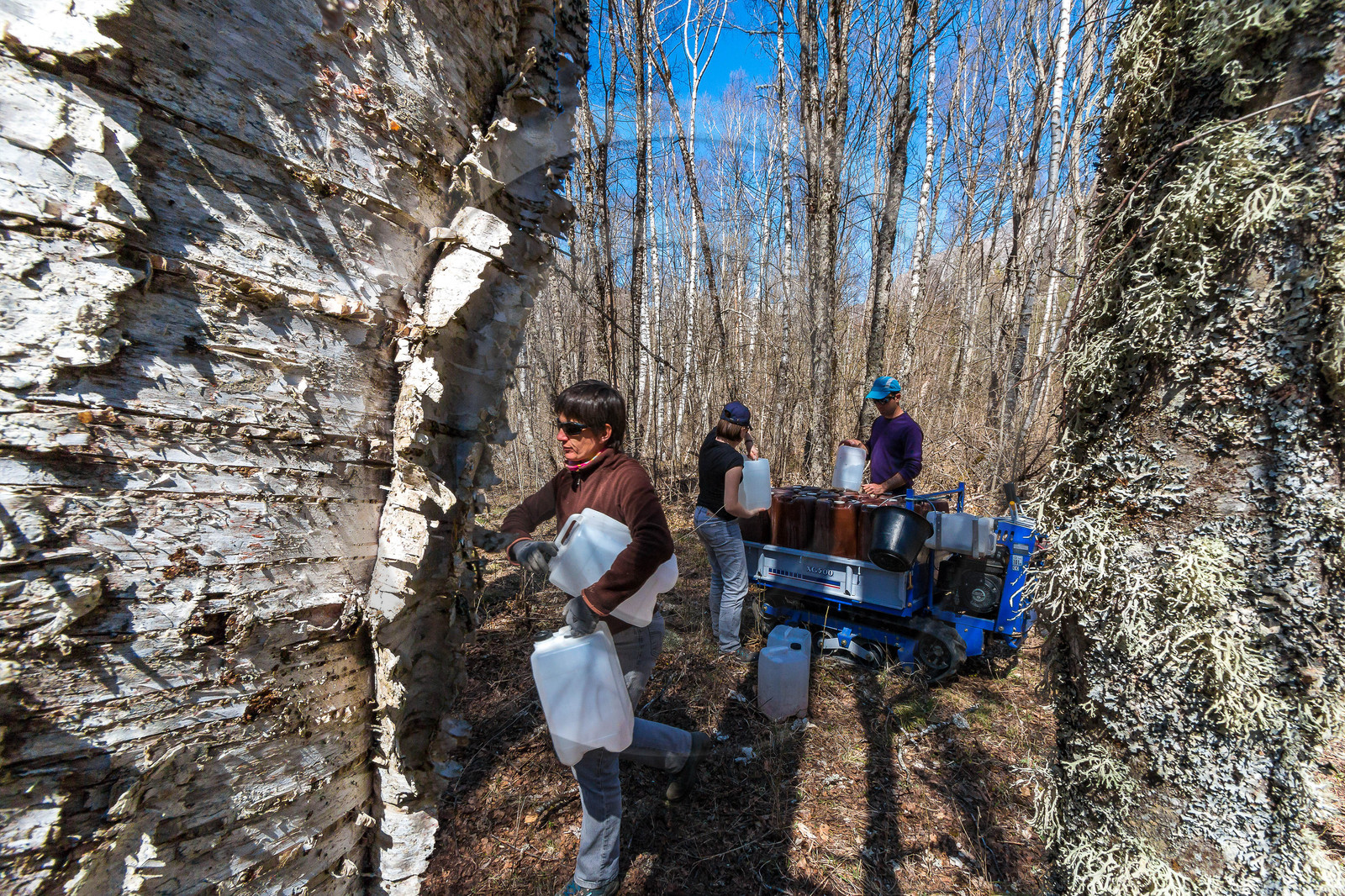 Récolte de sève de bouleau