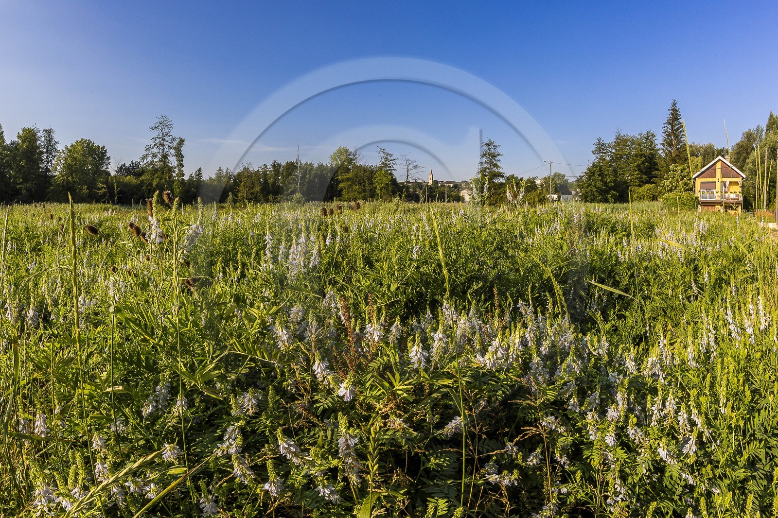 ENS de l'Isère, Prairies inondables de Pont-Évêque