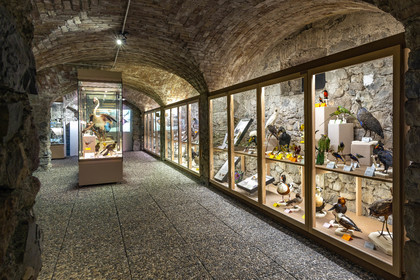 Musée Muséum départemental des Hautes-Alpes, collections d’animaux naturalisés