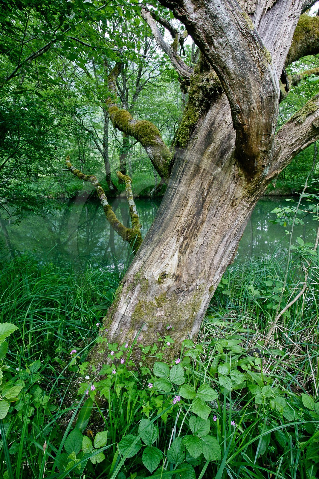 Réserve naturelle du Bout du Lac d'Annecy, rivière l'Eau Morte