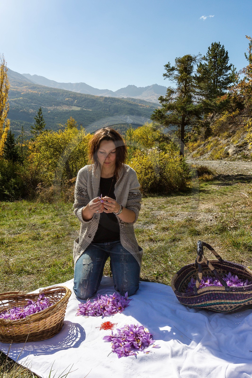 Carole Prost cultive du safran qui ensoleille ses créations