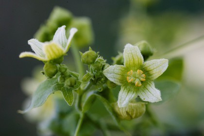 Bryone dioïque, Bryonia dioica