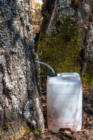 Récolte de sève de bouleau