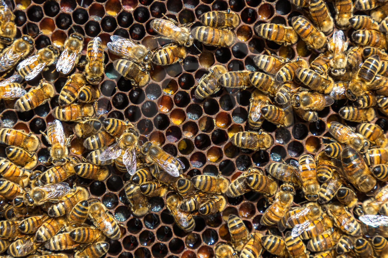 Margaux et Didier Pissard, apiculteurs