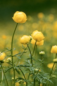 Trolle d'Europe, Trollius europaeus