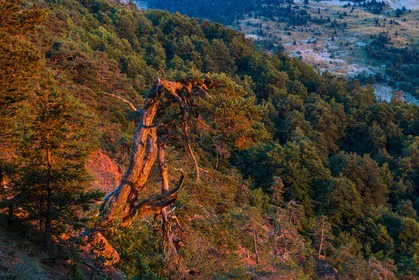 Les Monges, forêt domaniale des Monges