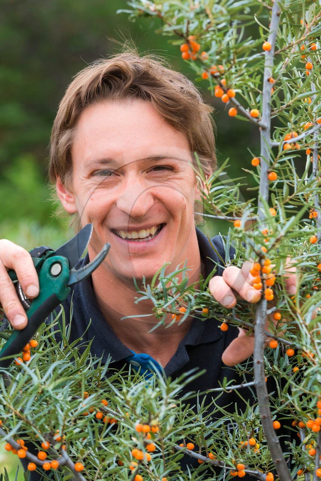 David Viveau agriculteur, producteur de baies d'argousier