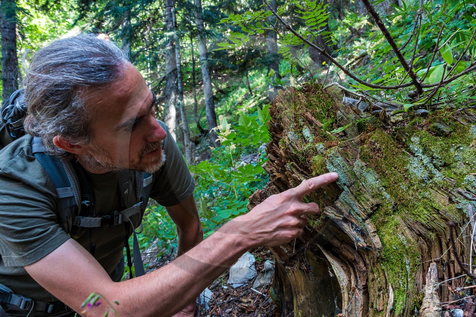 Bois du Chapitre, forêt domaniale de Gap-Chaudun