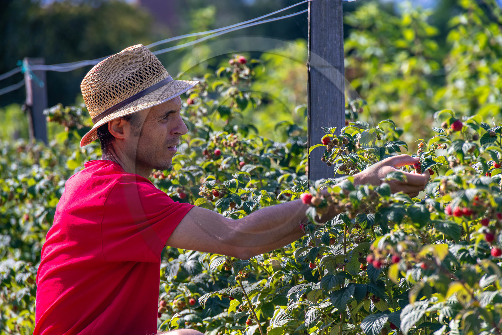Ecrins de fruits, producteur de fruits rouges