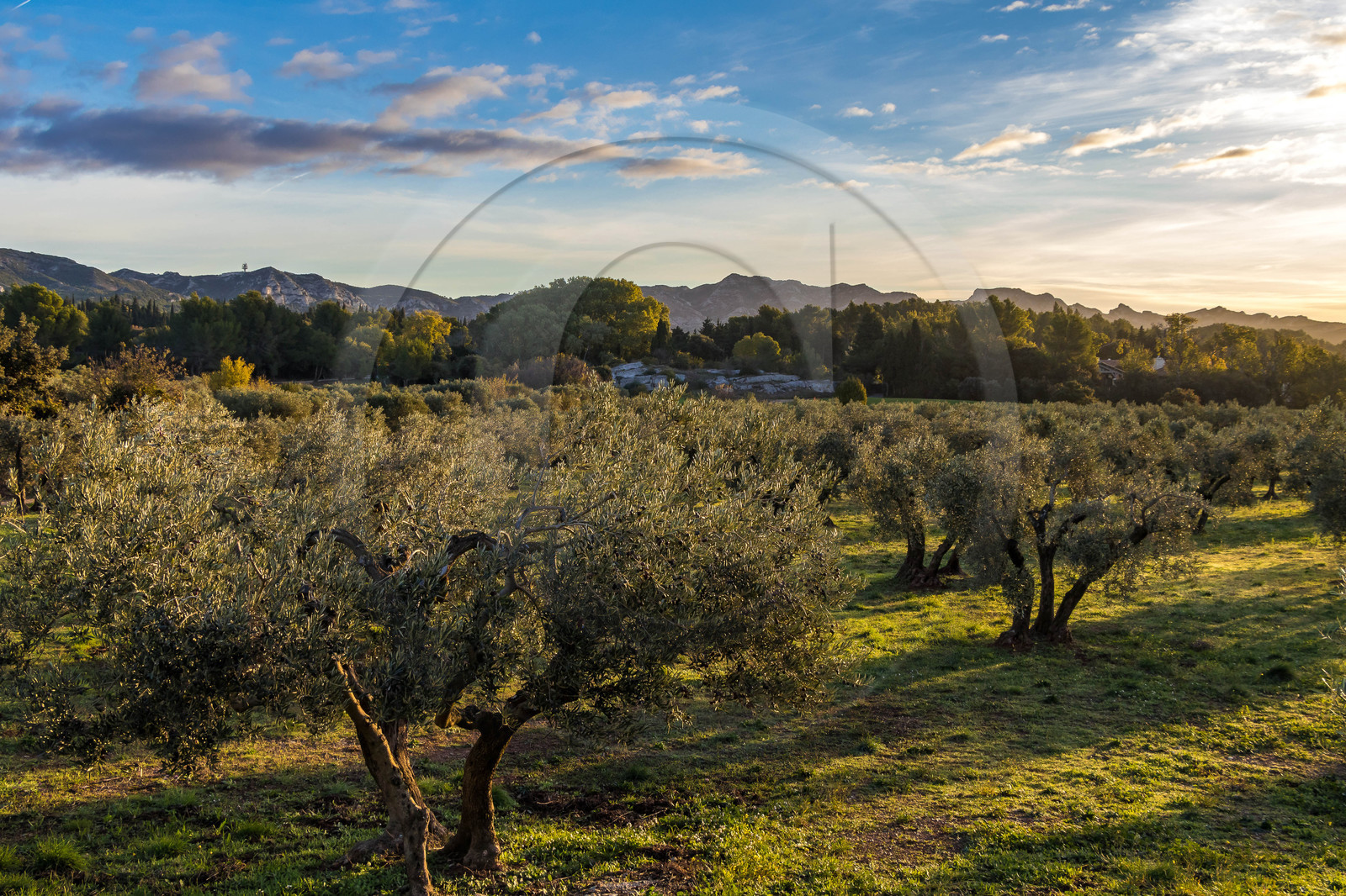 Oliveraie de la vallée des Baux de Provence