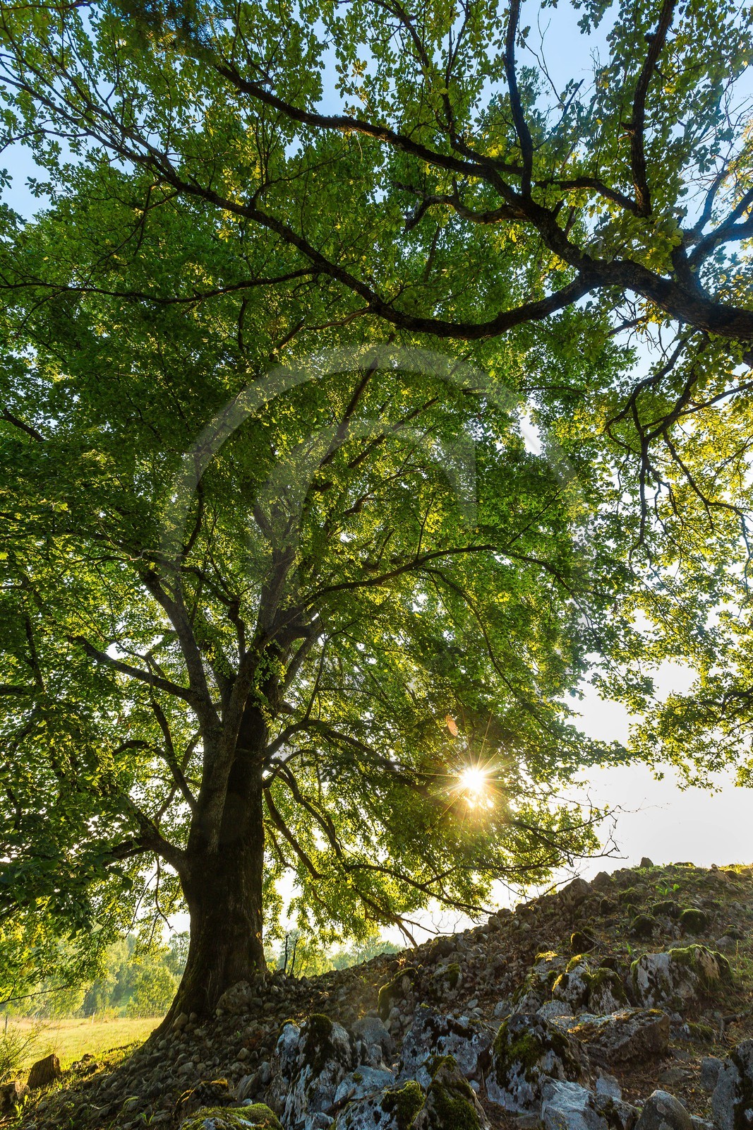 ENS de l'Isère,Tourbières du Peuil