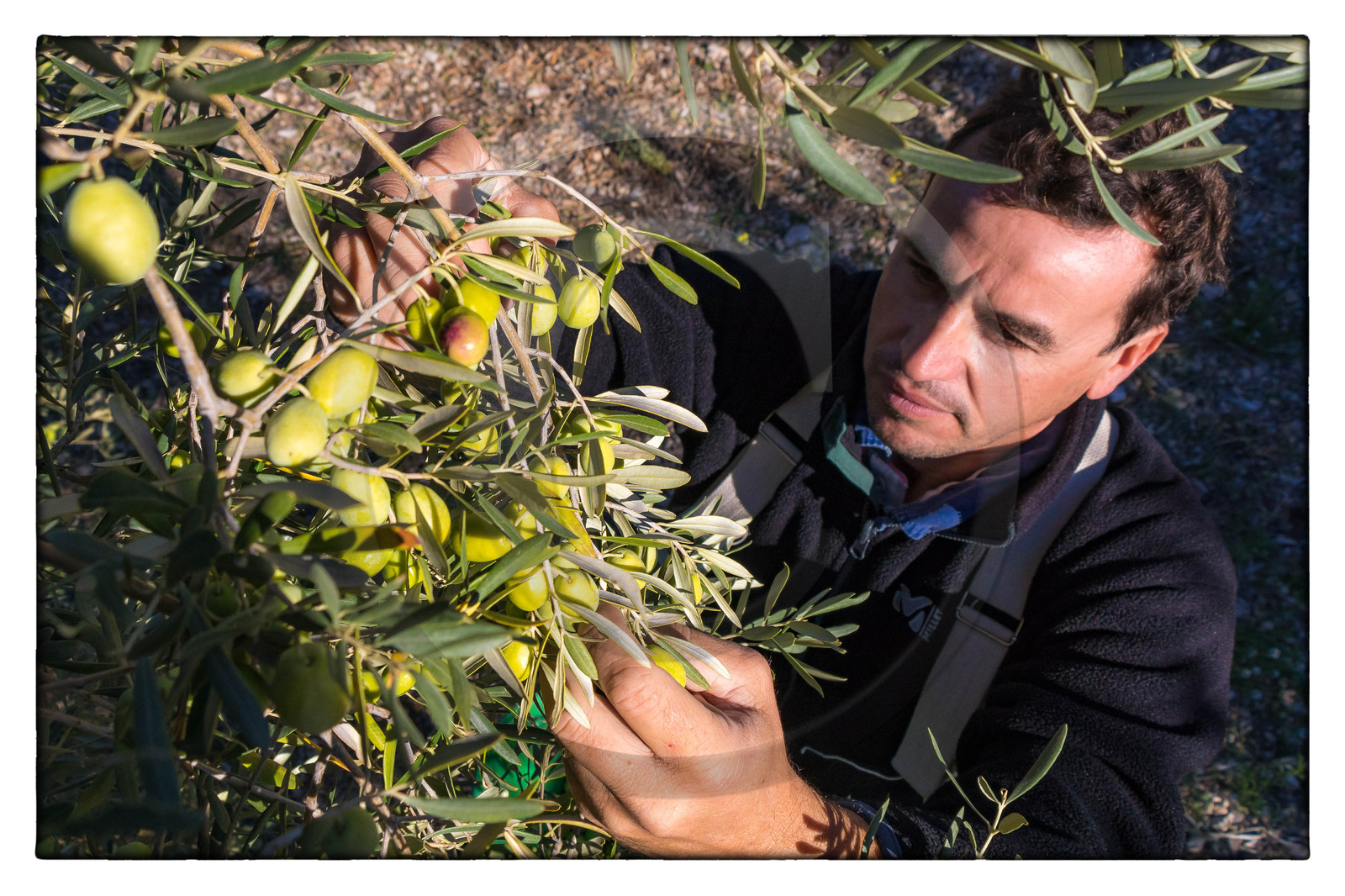 Le verger des Baux, Olivier Roman
