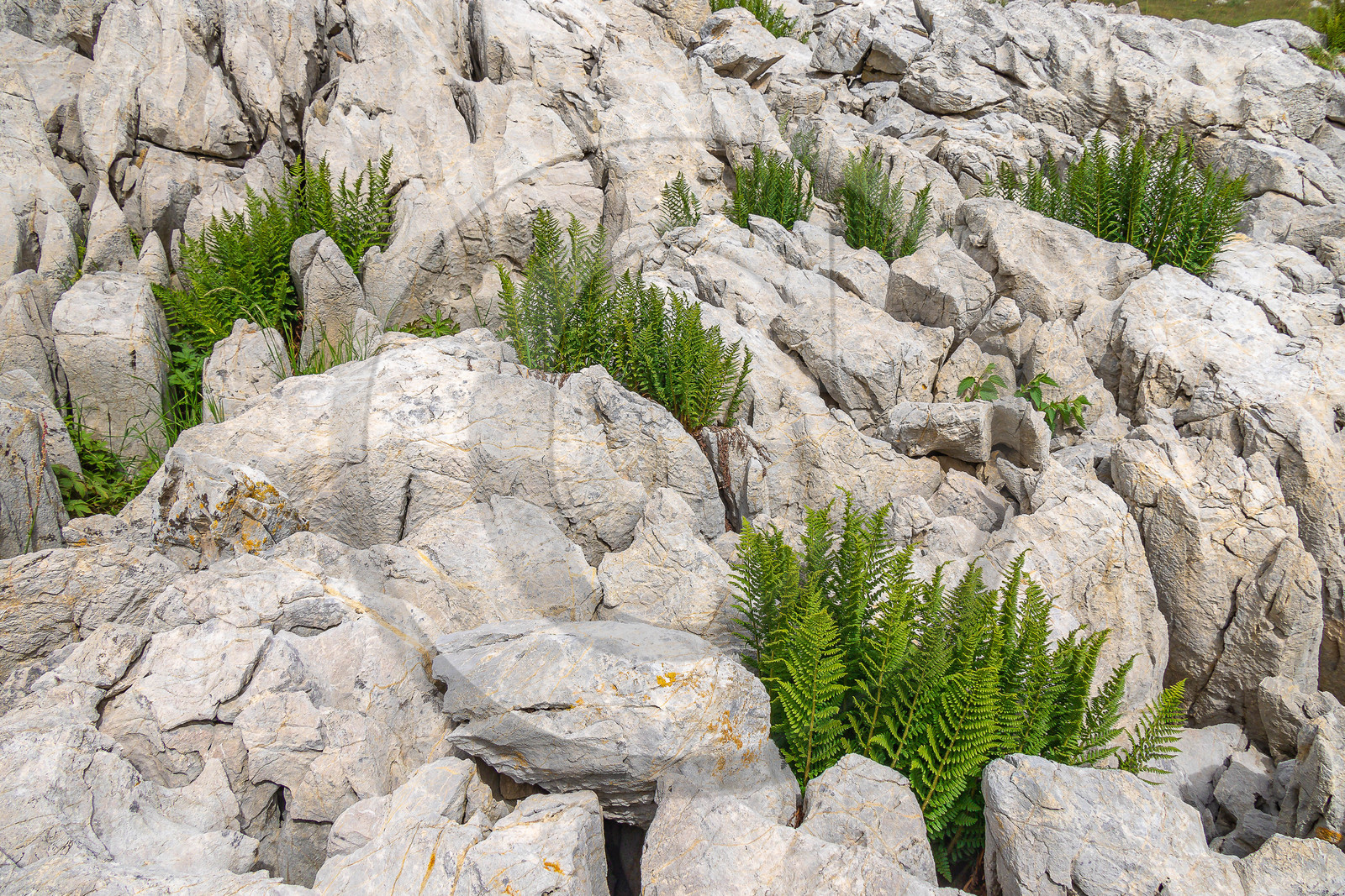 Les Oucanes de Chabrières