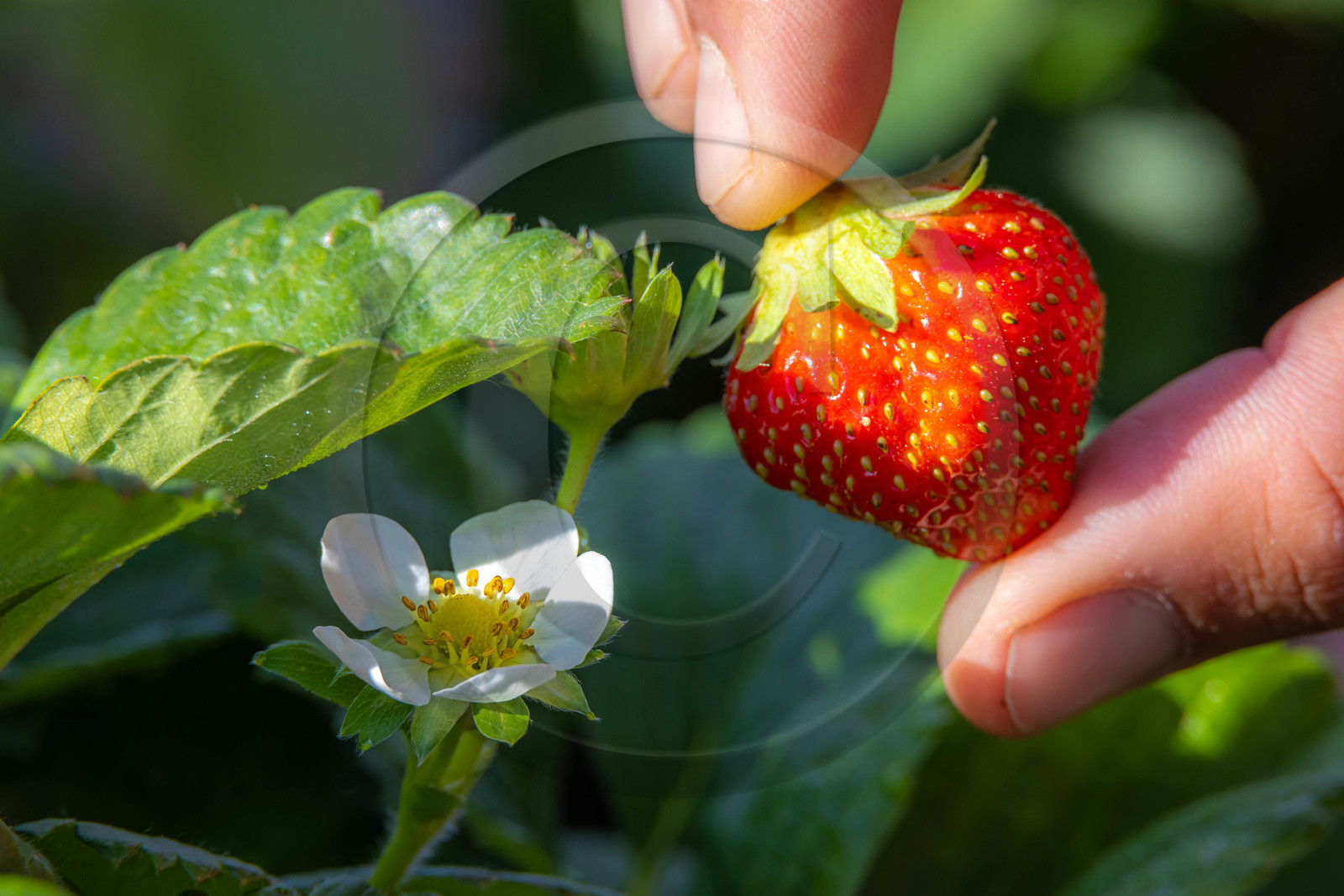 Ecrins de fruits, producteur de fruits rouges