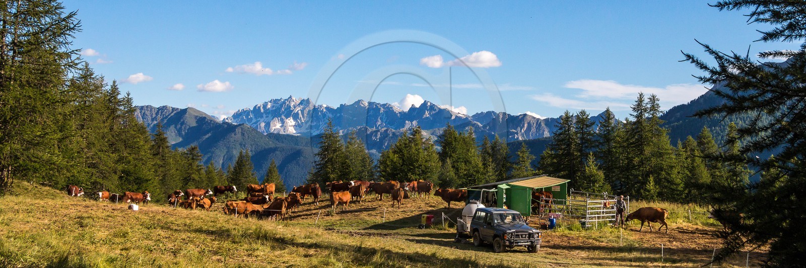 Arvieux, Christian Blanc éleveur de tarines